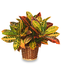 Codiaeum Variegatum
